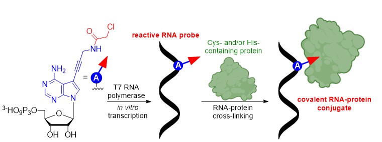 hocekm's tweet photo. Our newest paper on chloracetamide-modified nucleotide and RNA probes for cross-linking with proteins published as Accepted article in @angew_chem  https://t.co/CGOCzqB80q @IOCBPrague @science_charles https://t.co/JJd93dgfJM