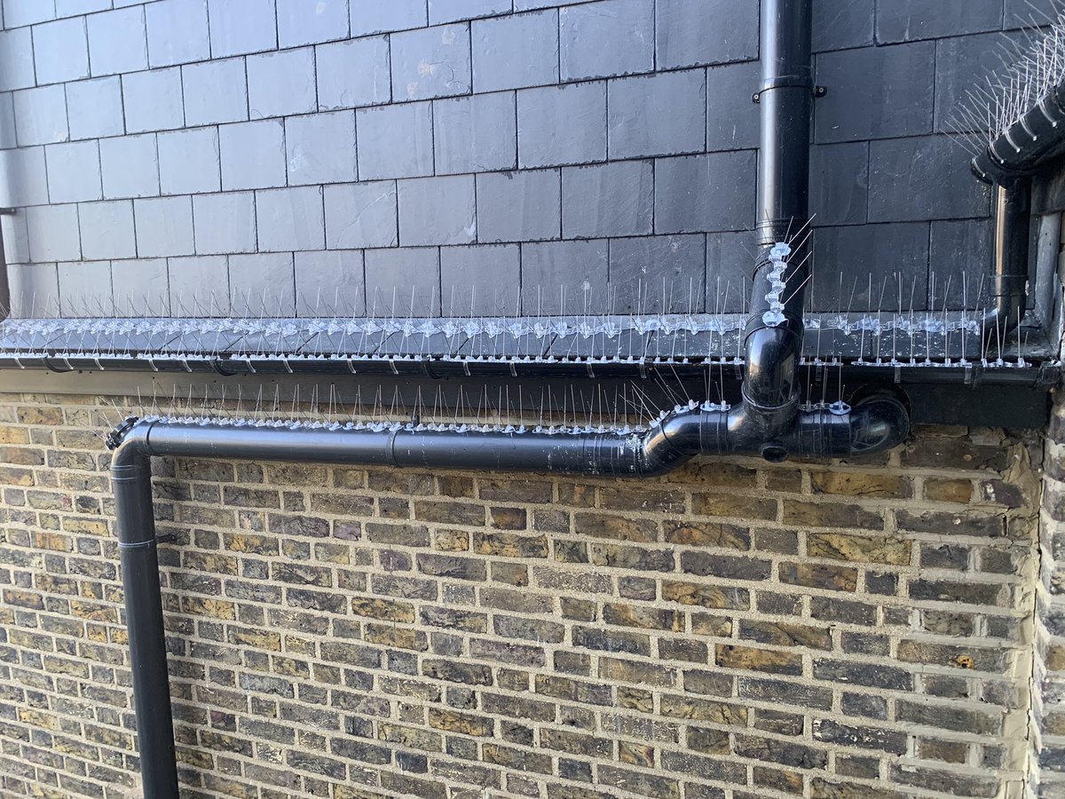 #Leyton#E10 #residentialpestcontrol #pigeonspikes installed to rear elevation of x2 properties #birdcontrol #pigeonproofing