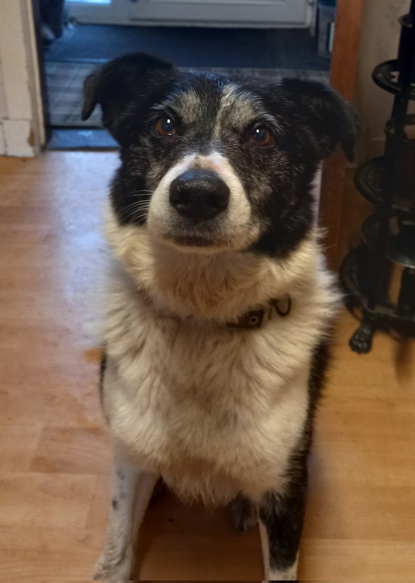 FOUND DOG, Bernisdale/Skeabost, Isle of Skye. Followed us home today, no chip, no reports missing. Been seen wandering 2-3 days. Border Collie, entire male, approx 10 yrs.  Please RT to find his home #LostDog