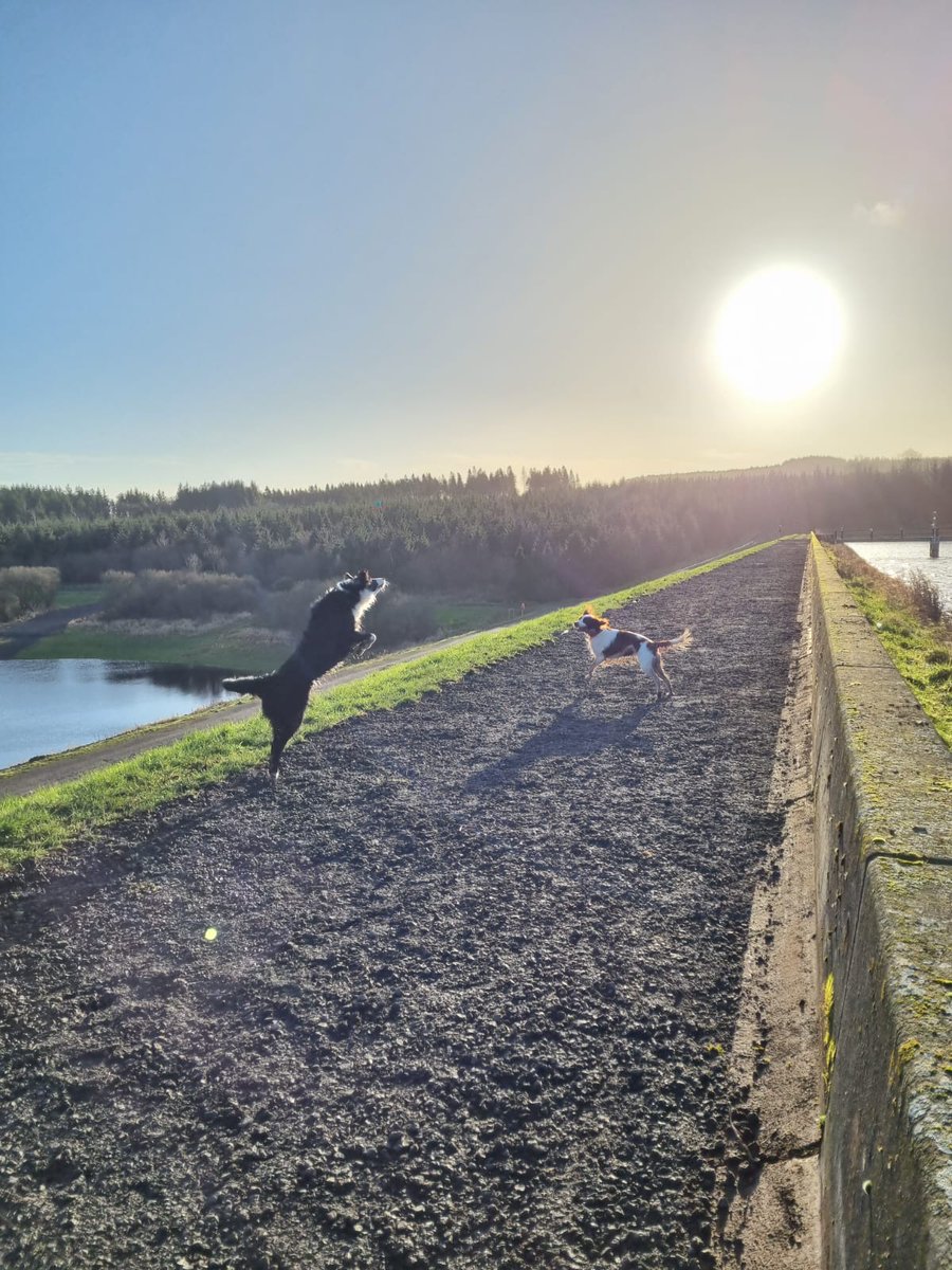 pepsipup's tweet photo. Two very happy dogs today on their forest walk https://t.co/2TiRoy4Xhm