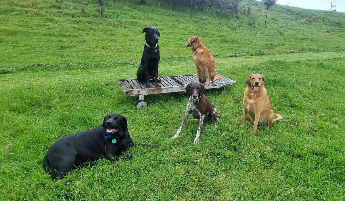 DukeTheDog__'s tweet photo. #decembermeetup https://t.co/hmi7cWPUgM