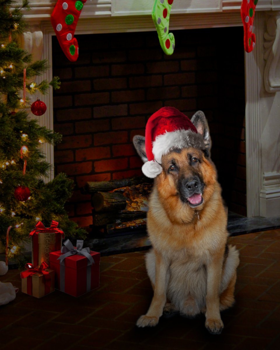 May your days be fuzzy and bright ✨ Happy Holidays 🎄 from our family to yours ✨

#HudsonAndRex 🐾