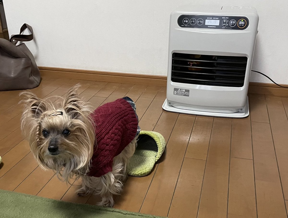 choco_rei_te's tweet photo. ストーブとの程よい距離感を守りつつ、己のけつあな温め犬。 https://t.co/uD4De5LpjE