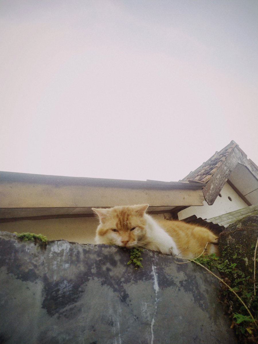createdbylust's tweet image. cara edit foto ala ala analog atau apa kek terserah nyebutnya apa intinya kaya di gambar
*inc link app crack (Android) biar unlock semua filter gratis
-A Thread