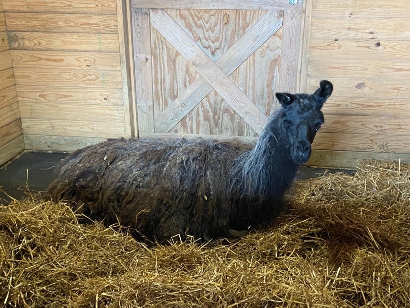 Llama on the loose in Fairfax County, VA reunited with owner