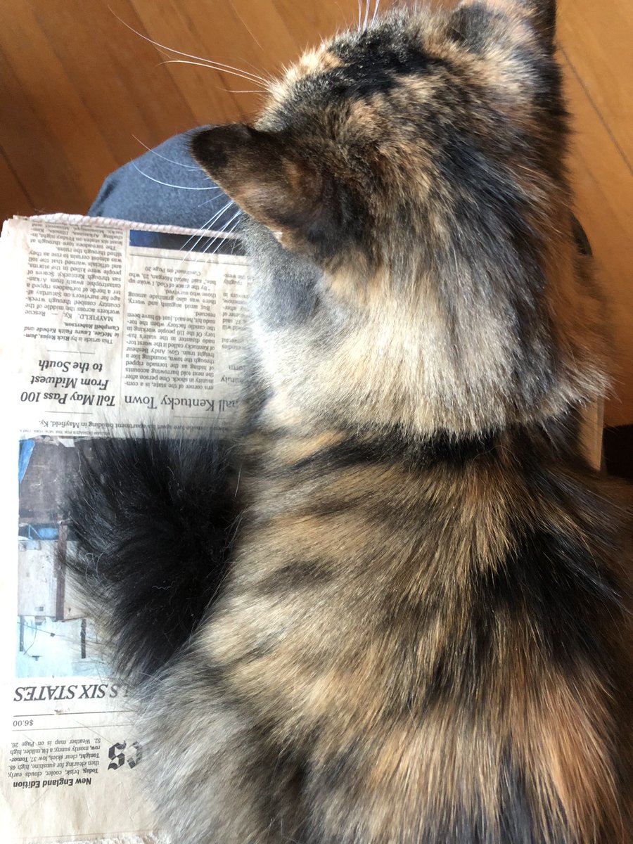 frances_price's tweet photo. @NatsRallyCat @catloverman1 @NASCARSammy @cwojoannexx @timzmom @nessellis @dsmom58 @AutismNotEvery1 @ThreezkyMusic Sophie says #HaiTim & frens πΎ Sheβs got me where she wants me on my day off πΈ Hope everyone has a good day π https://t.co/bnqSMDMuQB