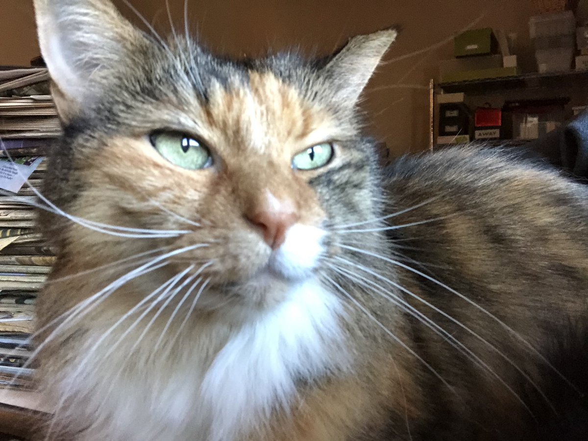 frances_price's tweet photo. @NatsRallyCat @catloverman1 @NASCARSammy @cwojoannexx @timzmom @nessellis @dsmom58 @AutismNotEvery1 @ThreezkyMusic Sophie says #HaiTim & frens πΎ Sheβs got me where she wants me on my day off πΈ Hope everyone has a good day π https://t.co/bnqSMDMuQB