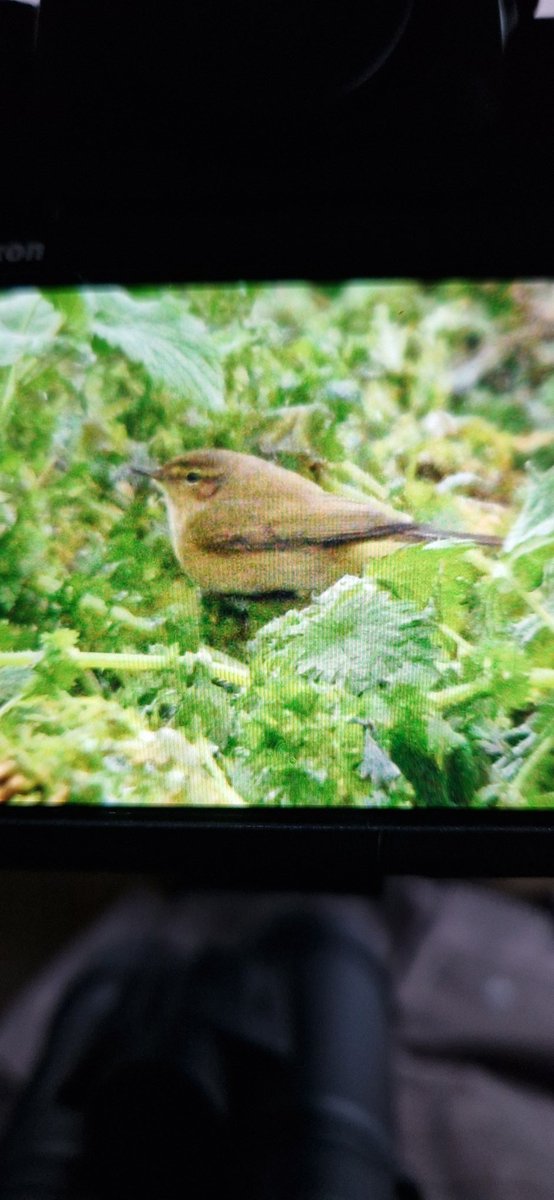 Is this a Siberian Chiffchaff..? Photographed on Sunday on the vegetation in front of the South lake hide... @slimbridge_wild @WWTSlimbridge