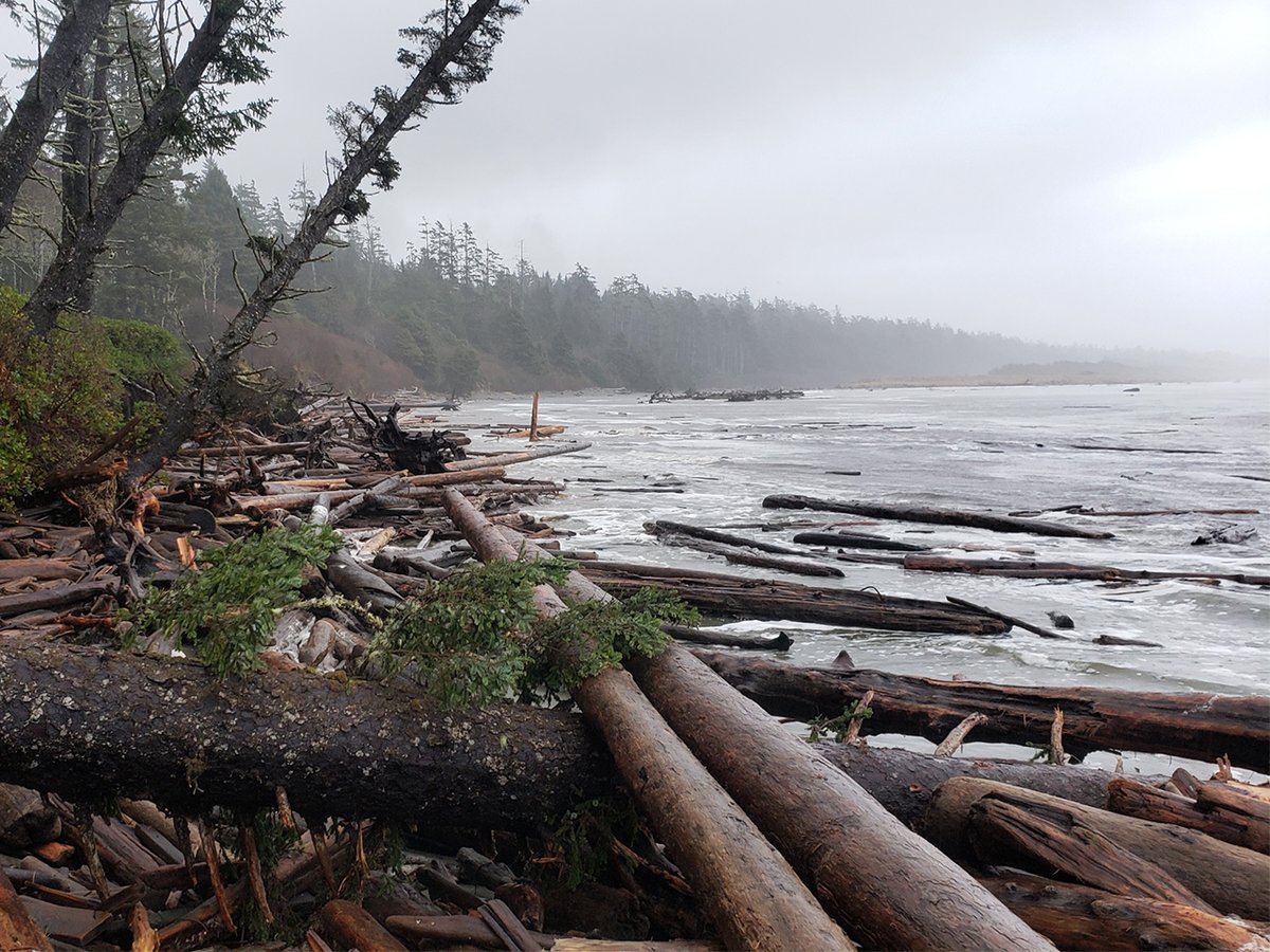 PacificRimNPR's tweet photo. King Tides – December 22 to 25
The region will be experiencing extreme high tides (King Tides) during mid-day over the week-end. Know before you go, and check the tide and weather conditions while planning your visit. #CoastSmart
For more information: https://t.co/3xfafjfgZq https://t.co/chsT7zf4TW