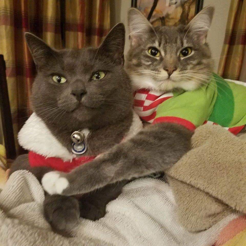 FSCARPACI's tweet photo. Happy christmas upcoming https://t.co/3W0ipyoaCZ