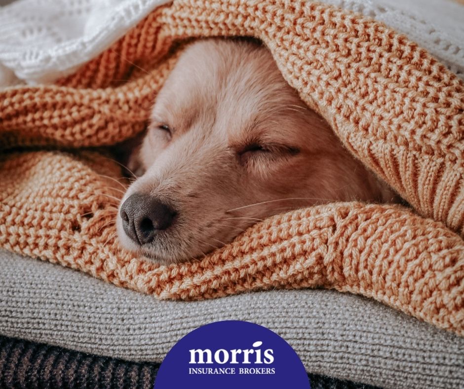 MorrisBrokers's tweet photo. The weather outside is frightful, but our offices are warm and delightful!

Stop by or give us a call for all your insurance needs!

📍 5250 Roblin - (204) 885-7582
📍 3393 Portage - (204) 989-7722
🌐 https://t.co/sUhdh3cOR9 https://t.co/hAUcDPCM5l