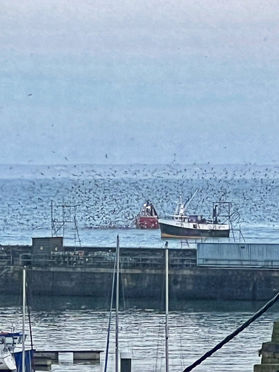 Pilchards literally at the back of the quay, probably the freshest net to market fish, ever! #CornishPilchards #NewlynHarbour