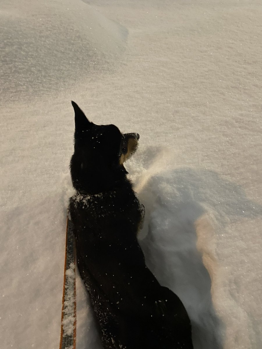 The storm of ‘22. Corgi high snow