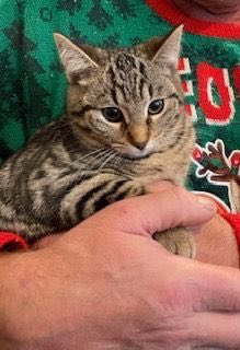 Shy sweetheart Stripe offers a festive cuddle on #Catuesday! 🥰🎄

#KittensOfTwitter #AdoptDontShop #RescueKitten #Cute
