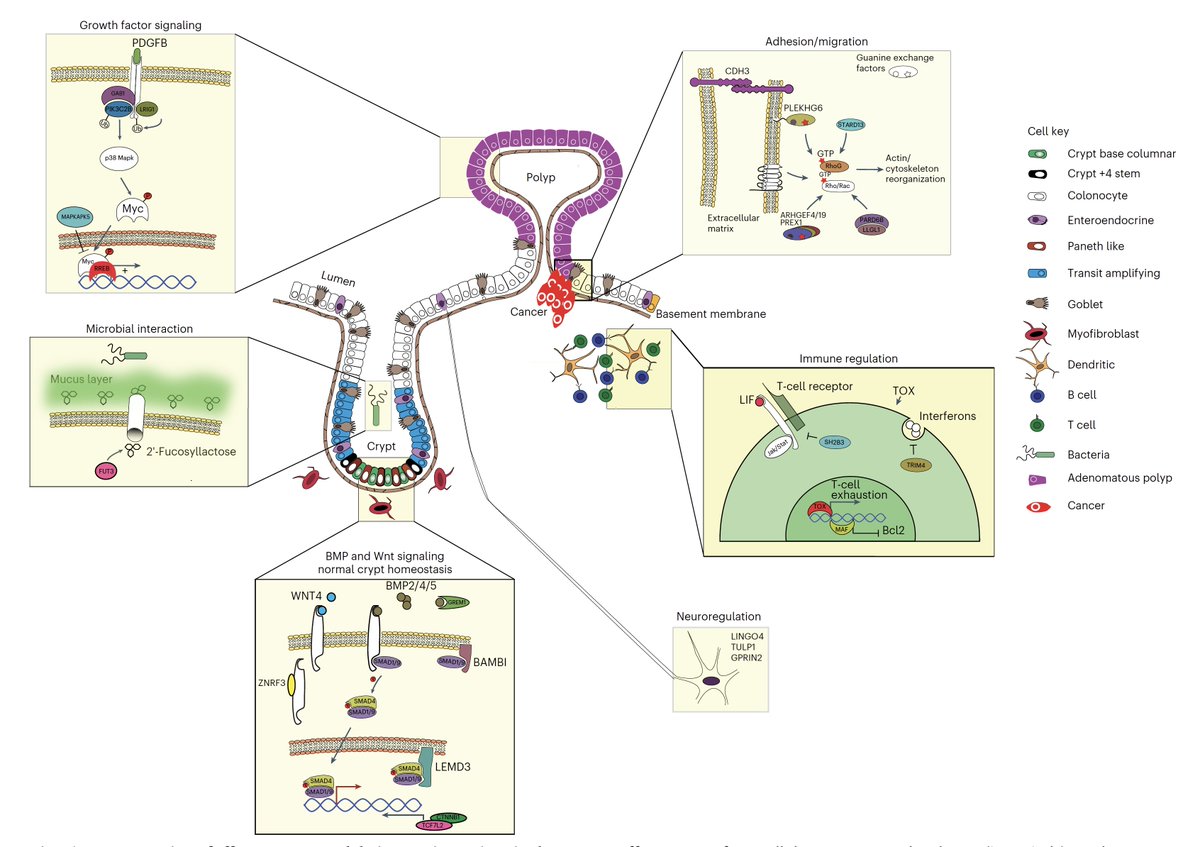 EricTopol's tweet photo. We just learned a lot more on the genomics of colon cancer. A multi-omics approach in over 100,000 cases shows association cumulatively up to 73% of familial risk @NatureGenet @fredhutch and global collaborators  
https://t.co/mguJS3KpAj https://t.co/KxwMkFL8nU
