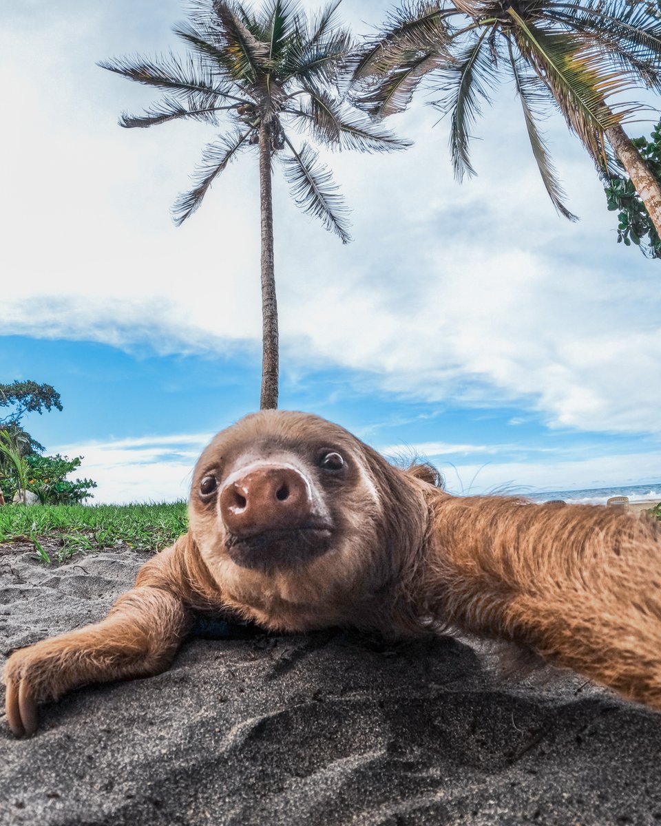 GoPro's tweet photo. Our top photos of 2022 🖼

4️⃣ Ivan Giamundo had best views right outside his window 🌈 
3️⃣ Uriel Santa Ana sits below the surface off the coast of Cabo 🤿
2️⃣ Is this a video? 🦥 Captured slowly by Andres Sile
1️⃣ Vitamin D(og) 😴 Captured by Lucien Redon

#GoPro #GoProPets https://t.co/akfl4eFc2Q