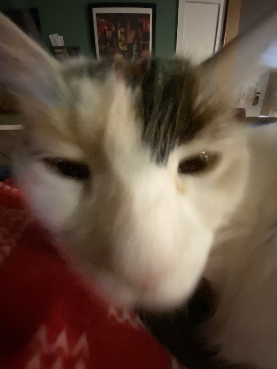 Cat or moose?
