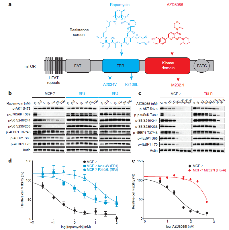 HartungIngo's tweet image. Service tweet for everybody w/ the discovery story for RevolutionMedicines #RMC5552 waiting in their to-read box: let's go back to the days when avidity met NCE drug discovery in the lab of @kevansf. Introducing RapaLink-1, a bitopic mTOR inhibitor @Nature nature.com/articles/natur…