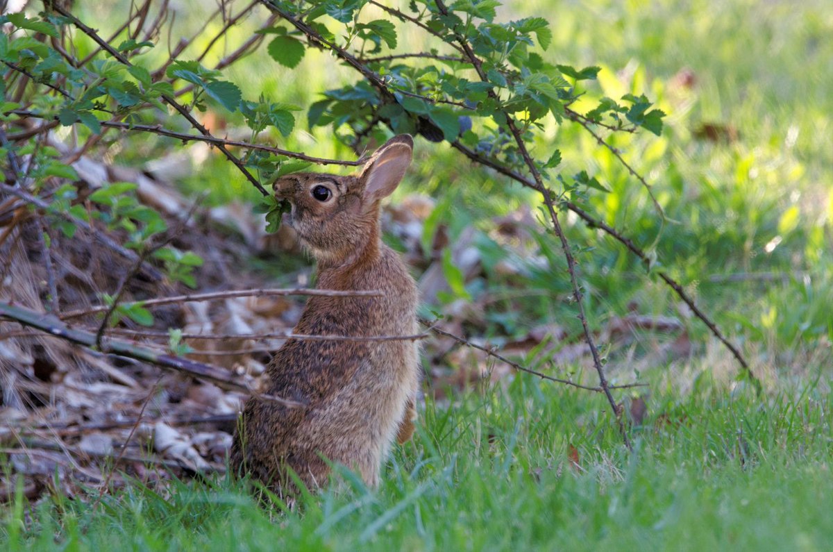 Cottontail Rabbit feeding on a Blackberry bush. #animals #rabbits #cottontailrabbit #outdoors #wildlife #wildlifephotography #photography