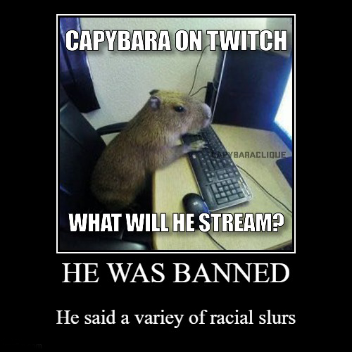 CapybaraClique's tweet photo. @CapybaraCountry https://t.co/A5SK4HsKDe