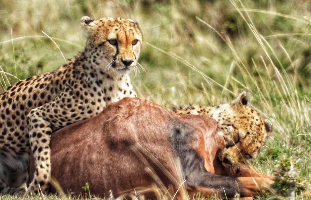 PhilTravel1's tweet photo. Maasai Mara is one of the best places to spot lions in Africa. It is famous for its spectacular natural phenomena of the great wildebeest migration and makes it the best time to visit Kenya Safari. Mount Kenya is the second tallest mountain in Africa.
#philtravelsafari #holidays https://t.co/qNwLT0yXRp
