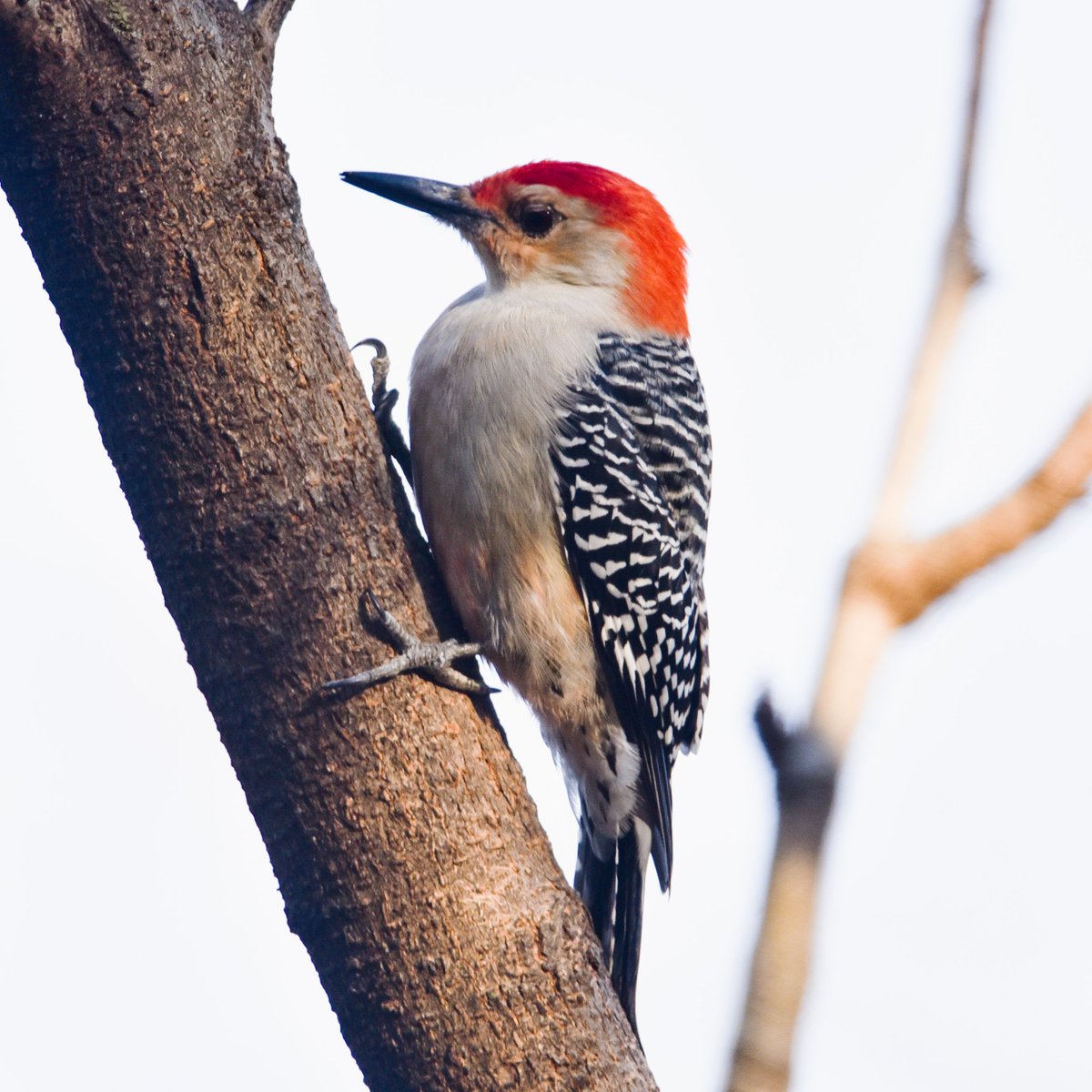 If I had to guess, in the opinion of this Woodpecker, what this tree really needs is a few holes in it. This is further proof that in most any matter it is important to consider the source and remember that we all have our biases and unique viewpoints.

#redbelliedwoodpecker