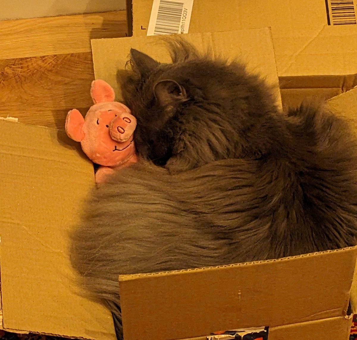 rubyannem's tweet image. Out of office on! 🙌🏽

Here&apos;s a photo of my cat falling asleep with a Peppa Pig plushy.

Happy holidays. 🐷