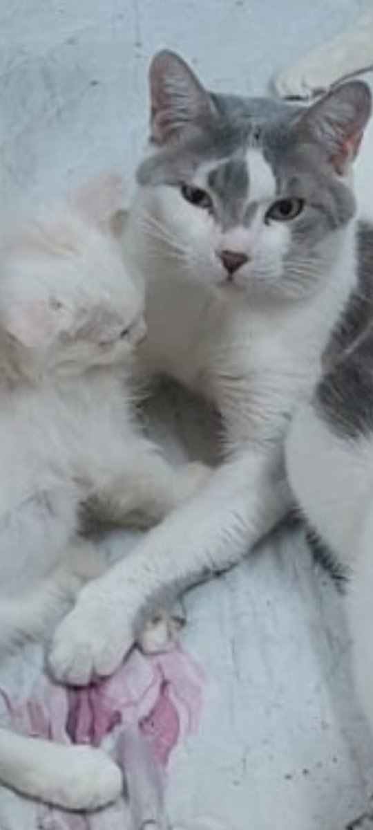 RebeerA's tweet photo. @SoshSes @resqueingcats @JunkSoho @bashayer_sd2 @Ariall2020 @umhryrh @MissingCat4 @MissingCats_sa @caat966 حبيبتي أنتي طيبه بارك ألله فيك بحول الله بنزل اعلان أتوقع ضايع طالع طلب تزاوج ماعرف يرجع يحزنون مساكين لو معقم ماطلع لأنه كبير ربي يسخرله القلوب الطيبه https://t.co/f0oJfpUPZd