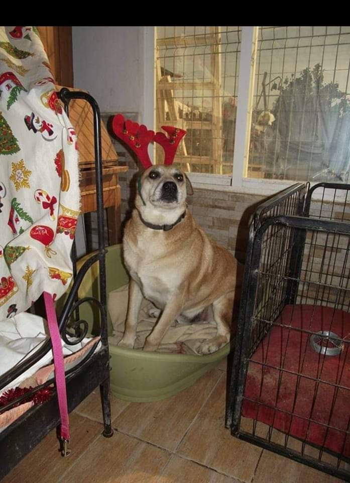 SilviaMylo's tweet photo. Dicen que tiene 5 años y que nadie lo ha querido nunca 😢
Pero aún así el gordito nos desea Feliz Navidad con la esperanza y el brillo en los ojitos 😢
695561545
SEVILLA
🆘 📢 📢 📢 📢 📢 📢 https://t.co/CcVUvJwScp