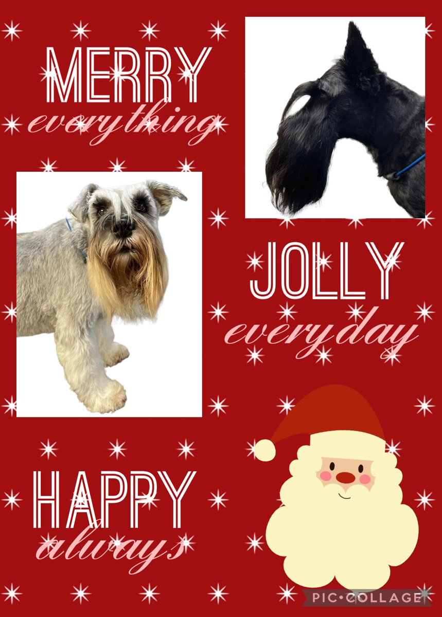 BlenheimandBlue's tweet photo. #blenheimandblue #doggrooming #dogsofinstagram #doggroomer #alfreton #matlock #crich #dog #doglover #doglyness #christmas #christmasdog #christmasdogs #christmasdogsofinstagram #dogsoftwitter https://t.co/Jn6y2LcZTI