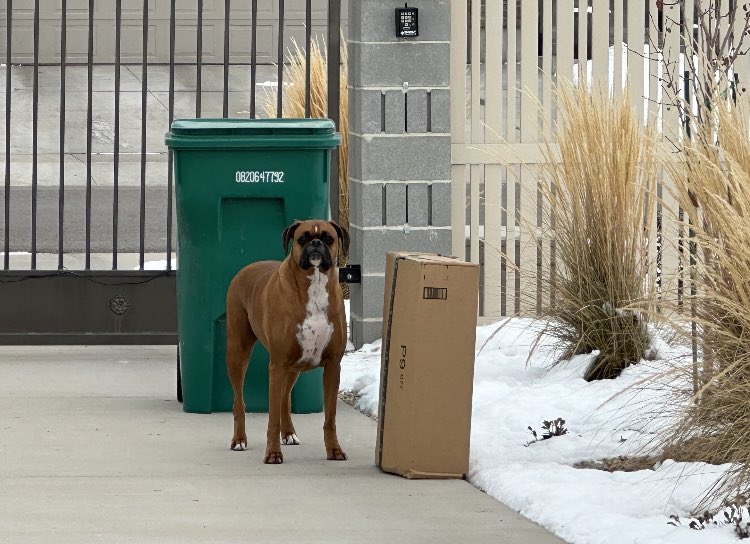 When your boxer knows that his food has been delivered and refuses to move until it’s brought inside the house. Love my handsome Harley!❤️ #boxerdogsoftwitter #boxerdogsofinstagram #petsoftwitter #boxerchat #boxerdogs #boxerdoglover