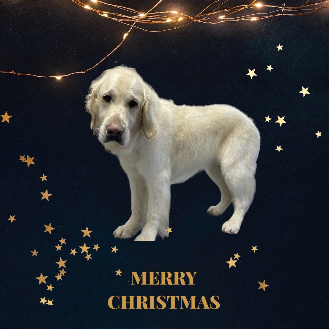 BlenheimandBlue's tweet photo. #blenheimandblue #doggrooming #dogsofinstagram #doggroomer #alfreton #matlock #crich #dog #doglover #doglyness #christmas #christmasdog #christmasdogs #christmasdogsofinstagram #dogsoftwitter https://t.co/qiTJB5ufmv