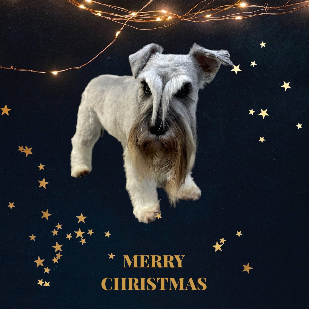 BlenheimandBlue's tweet photo. #blenheimandblue #doggrooming #dogsofinstagram #doggroomer #alfreton #matlock #crich #dog #doglover #doglyness #christmas #christmasdog #christmasdogs #christmasdogsofinstagram #dogsoftwitter https://t.co/qiTJB5ufmv