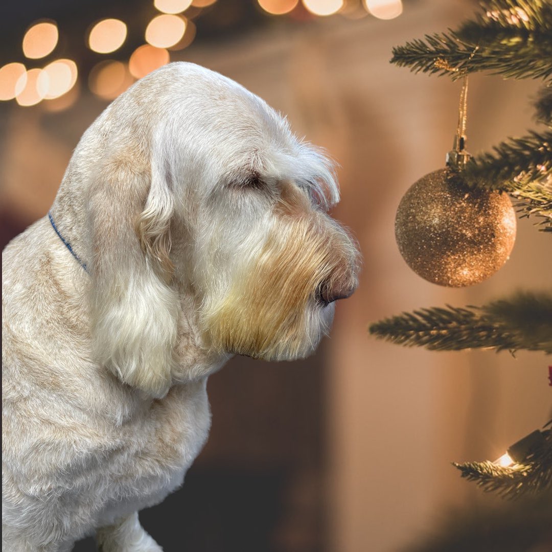 BlenheimandBlue's tweet photo. #blenheimandblue #doggrooming #dogsofinstagram #doggroomer #alfreton #matlock #crich #dog #doglover #doglyness #christmas #christmasdog #christmasdogs #christmasdogsofinstagram #dogsoftwitter https://t.co/qiTJB5ufmv