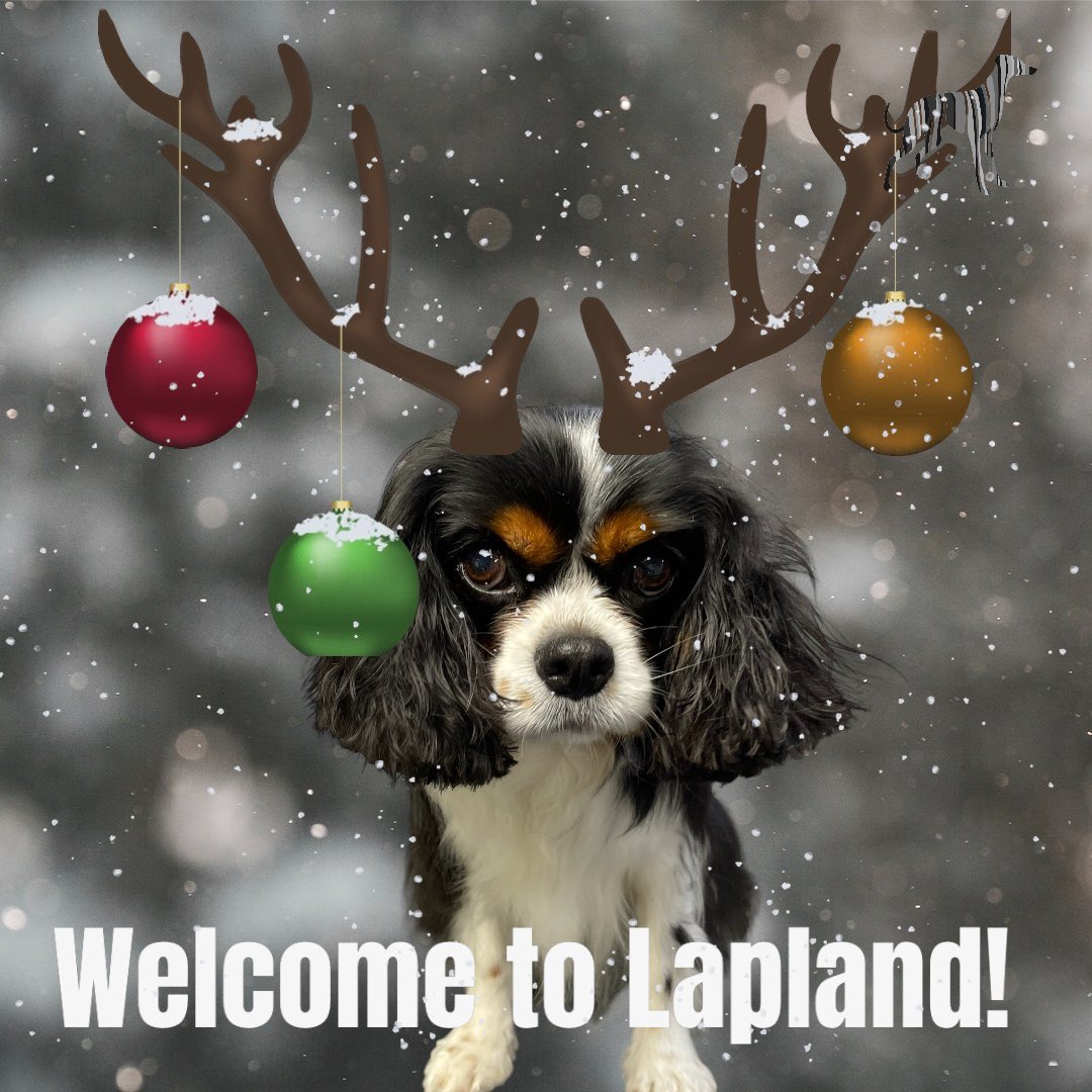 BlenheimandBlue's tweet photo. #blenheimandblue #doggrooming #dogsofinstagram #doggroomer #alfreton #matlock #crich #dog #doglover #doglyness #christmas #christmasdog #christmasdogs #christmasdogsofinstagram #dogsoftwitter https://t.co/j9G3qT2vEs