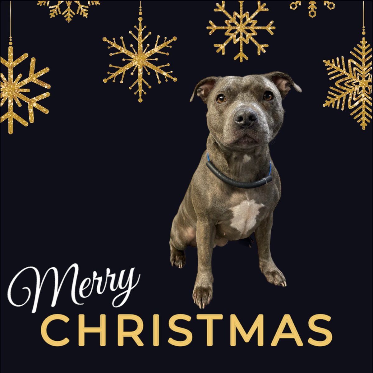 BlenheimandBlue's tweet photo. #blenheimandblue #doggrooming #dogsofinstagram #doggroomer #alfreton #matlock #crich #dog #doglover #doglyness #christmas #christmasdog #christmasdogs #christmasdogsofinstagram #dogsoftwitter https://t.co/j9G3qT2vEs