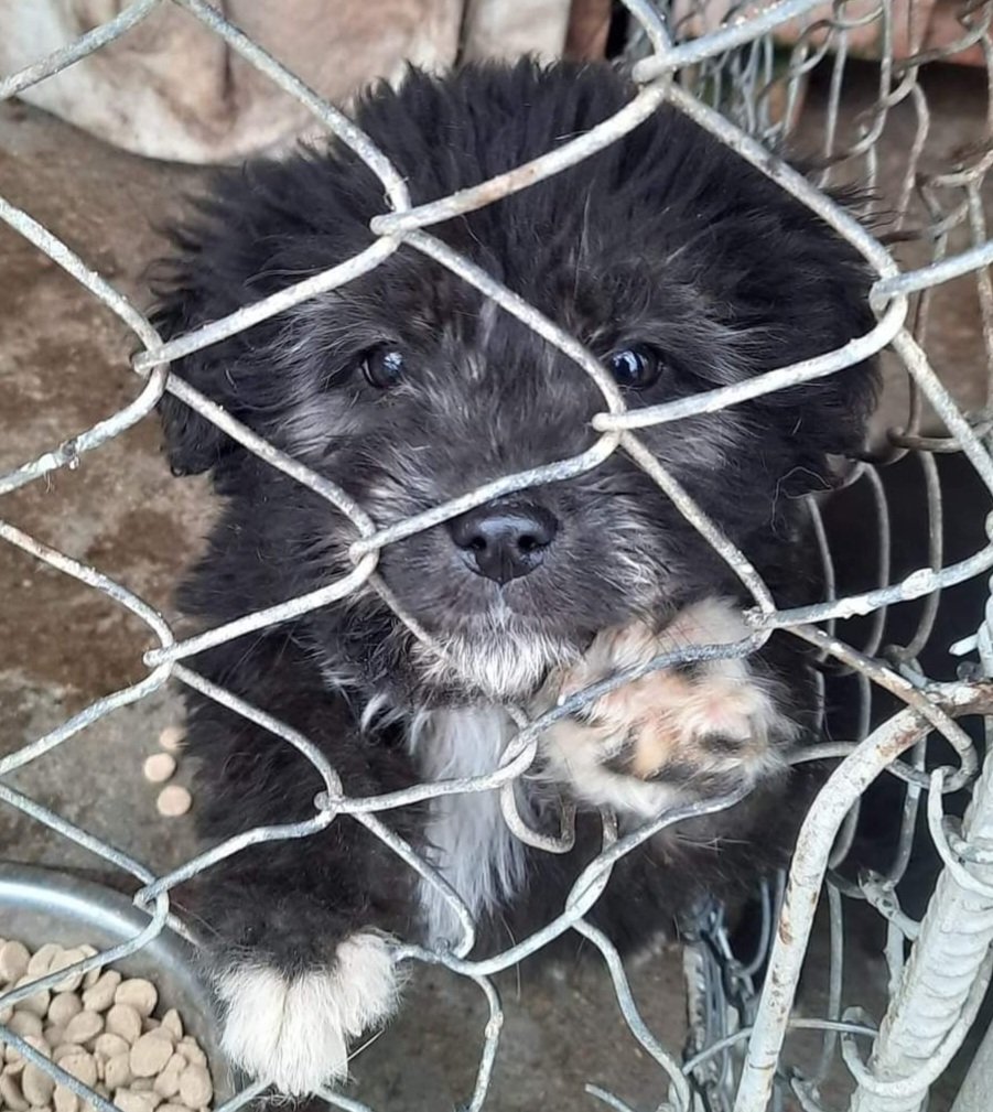 PayPal.me/LoulouGriff One of the sweet little pups that have been dumped in Lancram Romania . We are hoping to get them out asap they've tested positive for corona & giardia 😪 Please RT & donate if you are able #