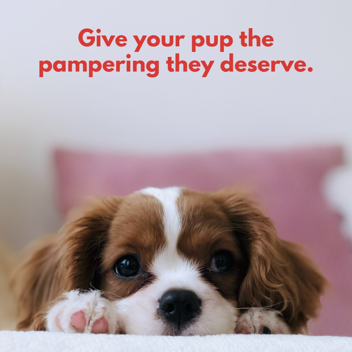 ACutAboveNY's tweet photo. Your pets also deserve to be pampered this holiday season too! Give us a call to book their appointment: (212) 877-7778. https://t.co/wcMn7rwxvk