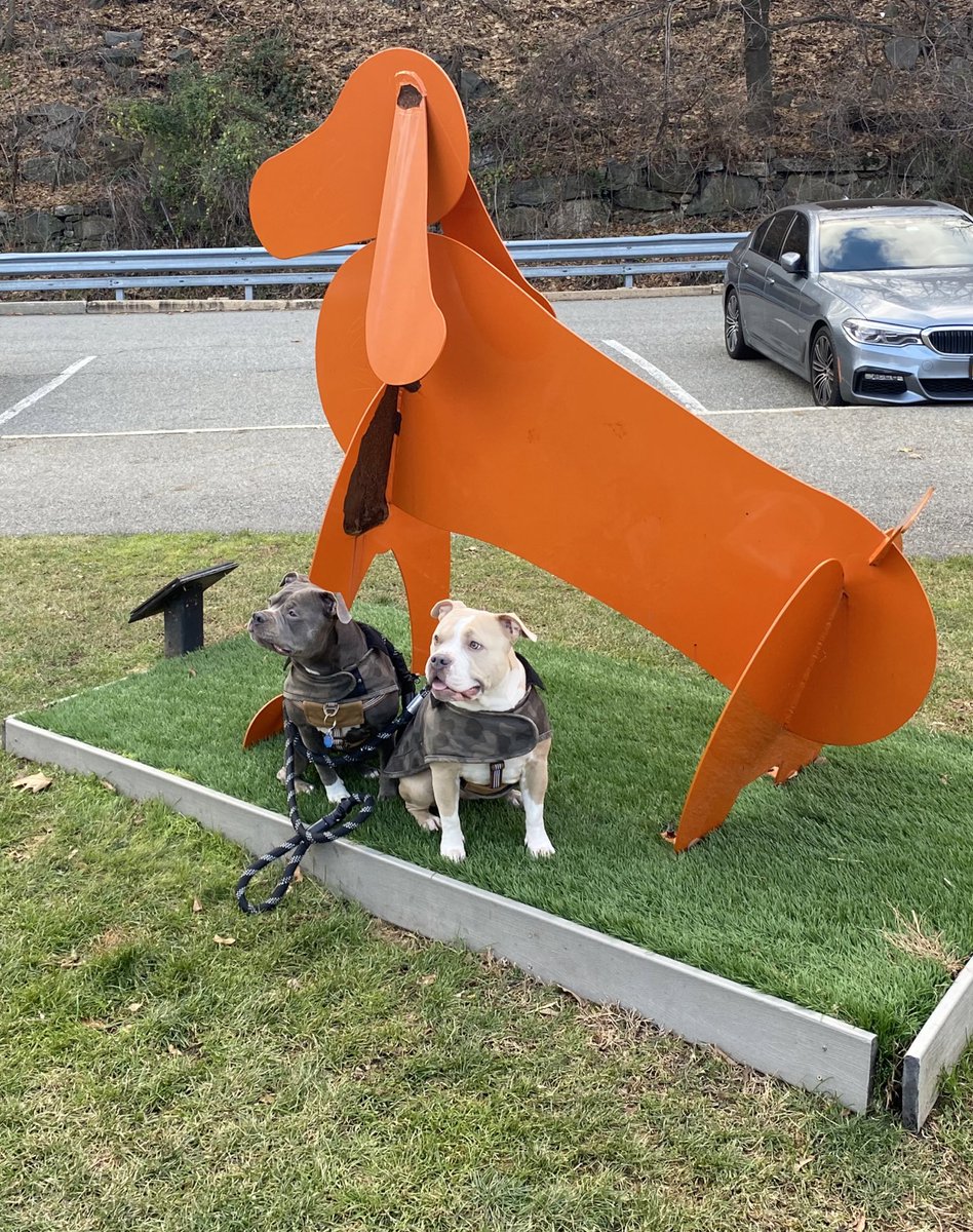 Dog park day 💕💕
We love a good dog park ✨
#dogsoftwitter #dogs