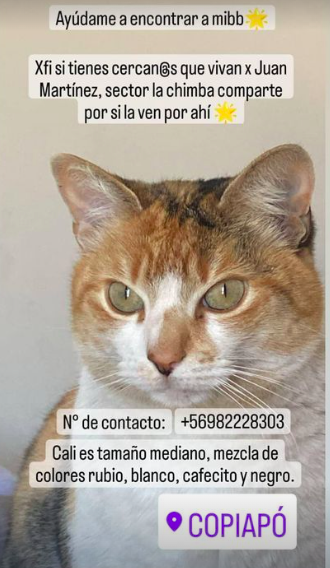 Carriebraad's tweet photo. Amigos de esta red social, me ayudan a compartir plis! A mi amix se le perdió su gatita Cali en el sector La Chimba, Copiapó. Plis, está mega angustiada y necesita que vuelva pronto a su hogar, es una michi bien linda. Me ayudan plis #gataperdida #copiapo #animalista https://t.co/daRderF3Wj