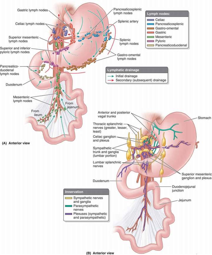 Very illustrative, Lymphatic drainage and innervation of the stomach and small intestine. #SoMe4IQLatAm #SoMe4Surgery #medtwitter #GITwitter. The Japanese classification is always my favorite.