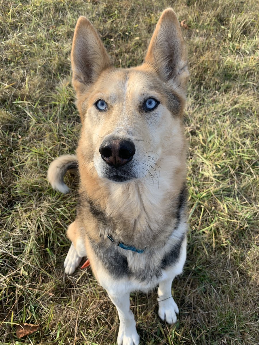 BC_SPCA's tweet photo. This handsome senior is Loki ✨ He’s an active guy who absolutely loves his people. He has some separation anxiety and would prefer to have people around him as much as possible. Learn more at: https://t.co/PVU1UJIgtr #BCSPCA #portalberni #adoptme #vancouverisland #PortAlberniBC https://t.co/hoj4PT1Pmp