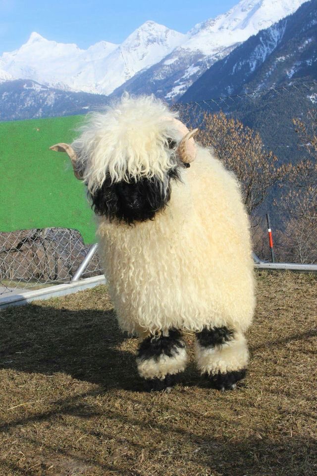 babyOTD's tweet photo. Today’s baby is the Valais Blacknose Sheep! — ⭐️

These babies’ personality is more like that of a dog, inquisitive and friendly, and they can be walked on a leash. https://t.co/Ys90obwspP