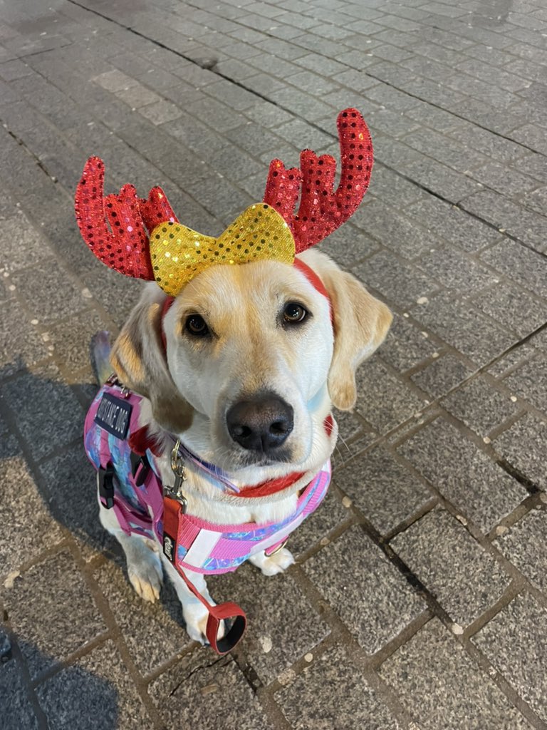 It’s Christmas time! 

#Christmas #dog #cute #servicedog #dogsoftwitter