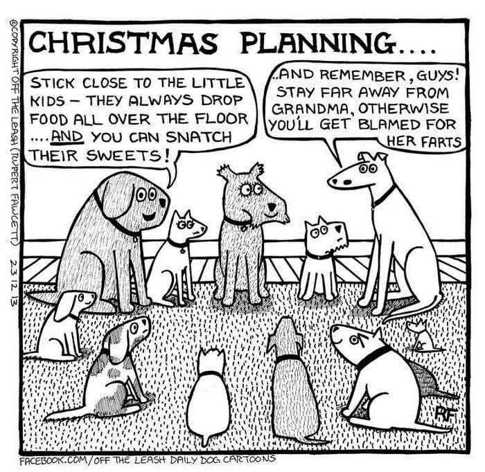 #Christmas #dogsoftwitter <a href="/HauntedWatson/">Watson</a>