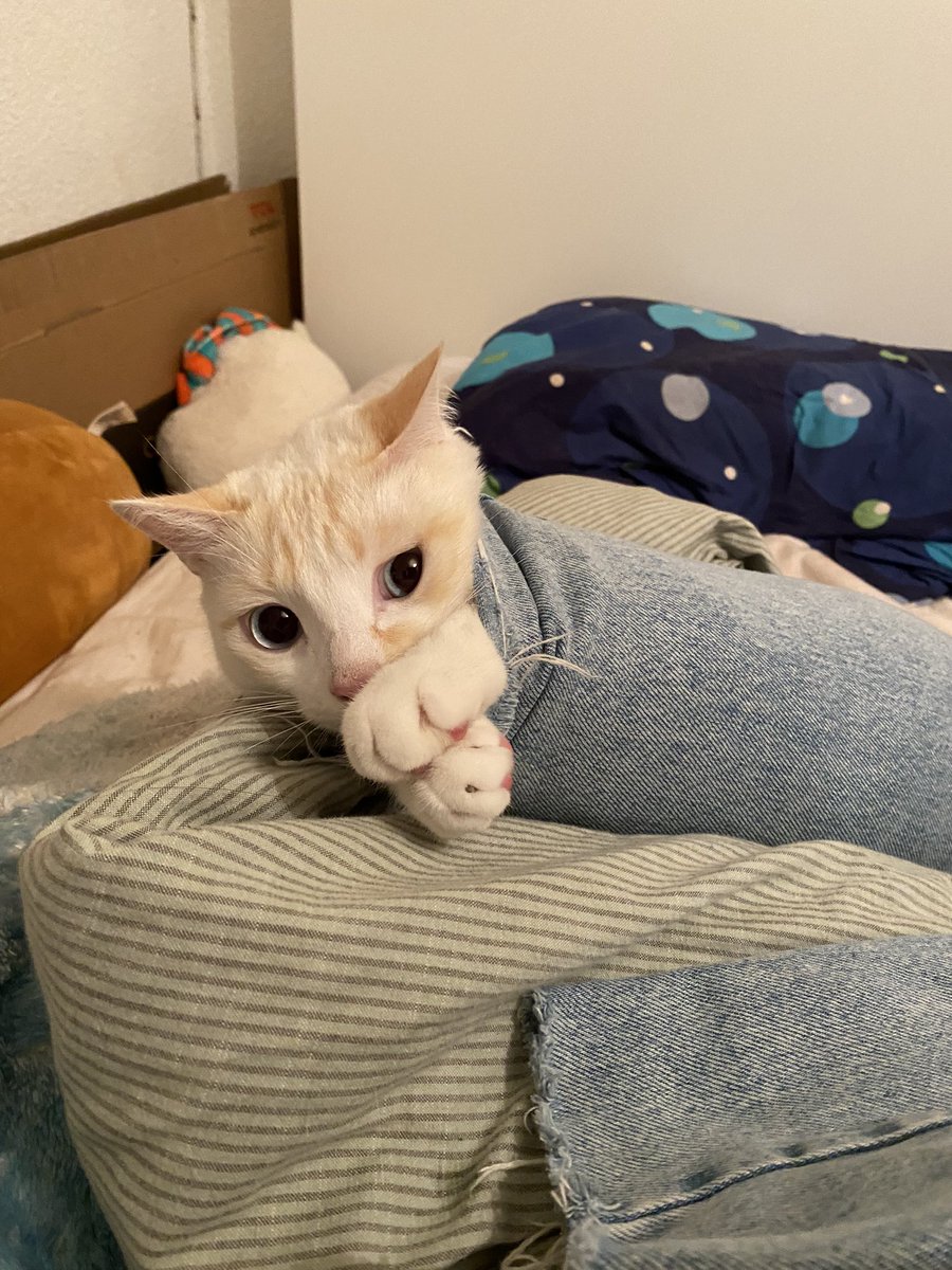 salamouchee's tweet photo. PTDRRRRR ON ENTENDAIT SHISHI GÉMIR DANS LA CHAMBRE ET QUAND JE SUIS ALLÉ VOIR JE L’AI TROUVÉ COMME ÇA JE CHIALE https://t.co/ntUaPh9LXe