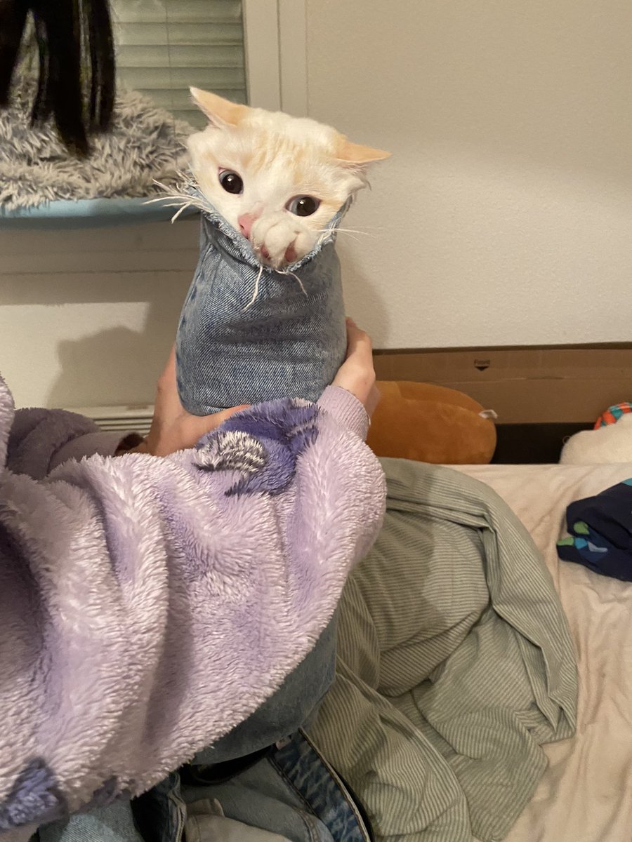 salamouchee's tweet photo. PTDRRRRR ON ENTENDAIT SHISHI GÉMIR DANS LA CHAMBRE ET QUAND JE SUIS ALLÉ VOIR JE L’AI TROUVÉ COMME ÇA JE CHIALE https://t.co/ntUaPh9LXe