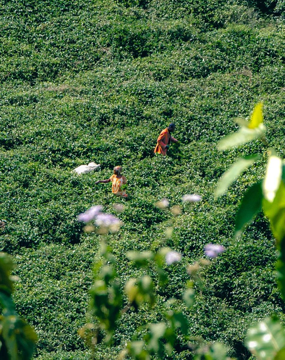 iqexplorations's tweet photo. #Uganda is not only known for growing coffee but also, #tea. If you visit the #Bwindi area, you will see fields of tea and possibly locals plucking the tea leaves in the afternoon.
#tealover #canon #teafield #travel #photography #travelphotography https://t.co/5Pby5yw3tO