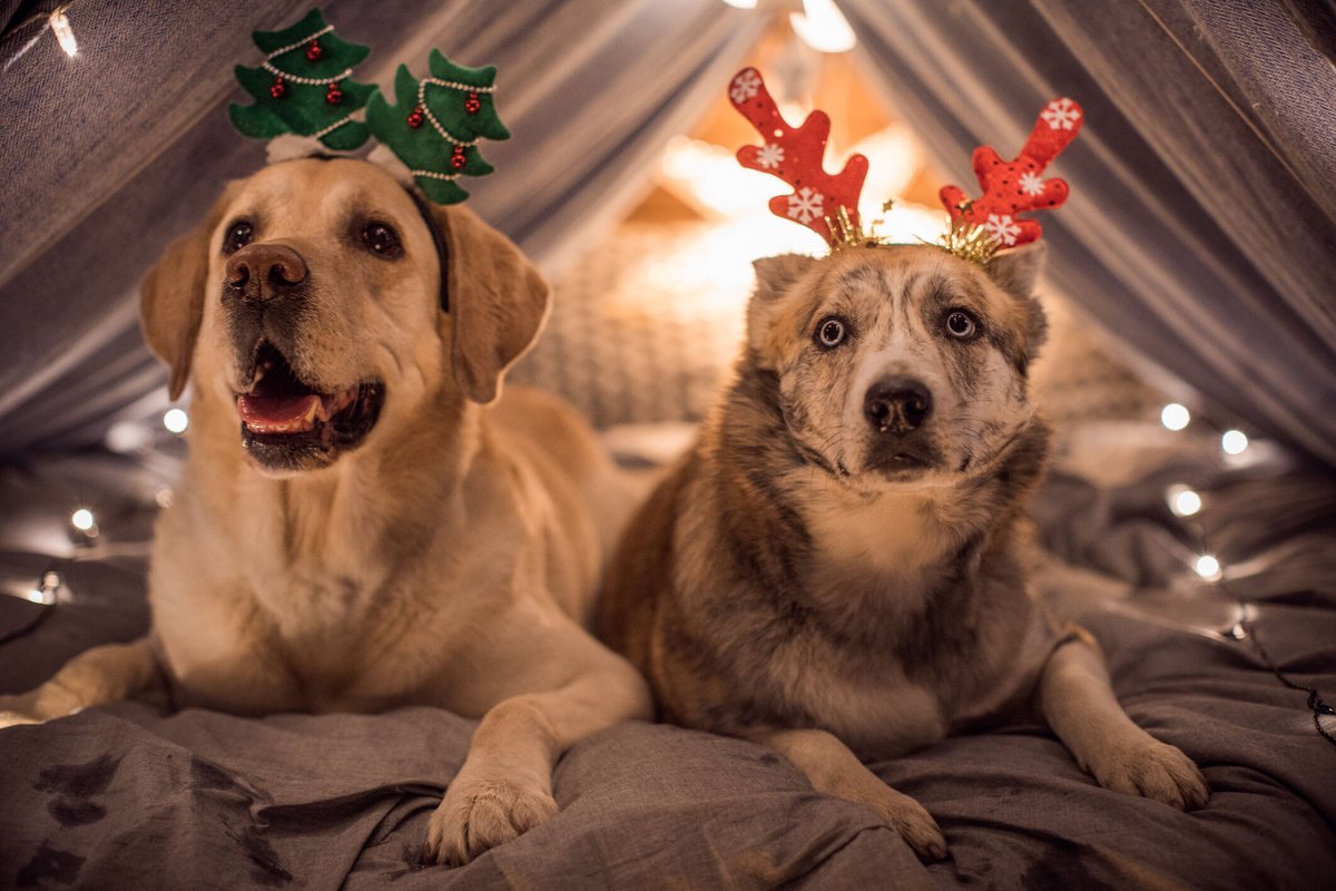perfbalancefeed's tweet photo. May your holiday season be merry and bright! Wishing everyone a safe and happy holiday season. https://t.co/meuQENL1OS