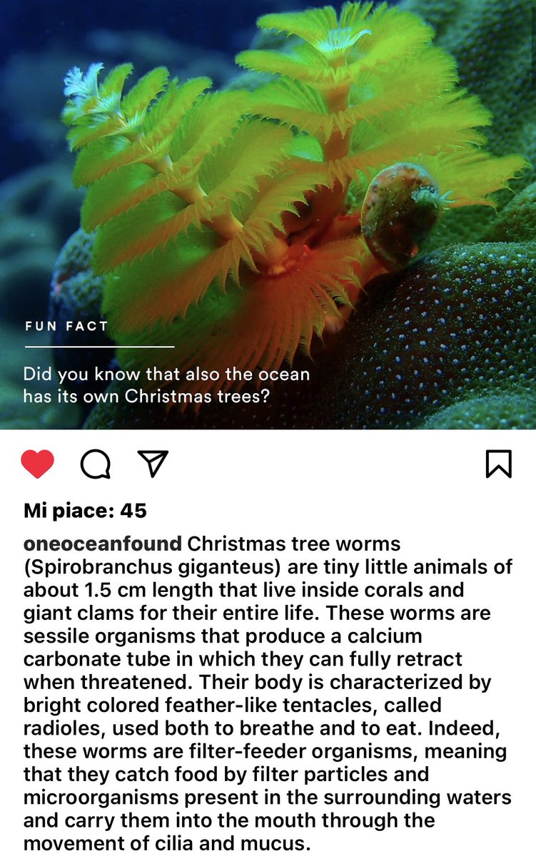chruggeriTg2's tweet photo. #OneOceanFound #ChristmasTree  underwater 🎄💙 #amazingnature #littletinyanimals https://t.co/bkRw50TMm9